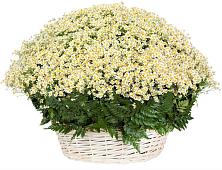 Цветочная композиция из Ромашки в корзине #REPLACE_PRED# Белоусово